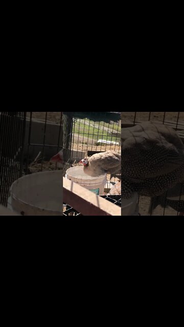 My sick guinea fowl drinking water