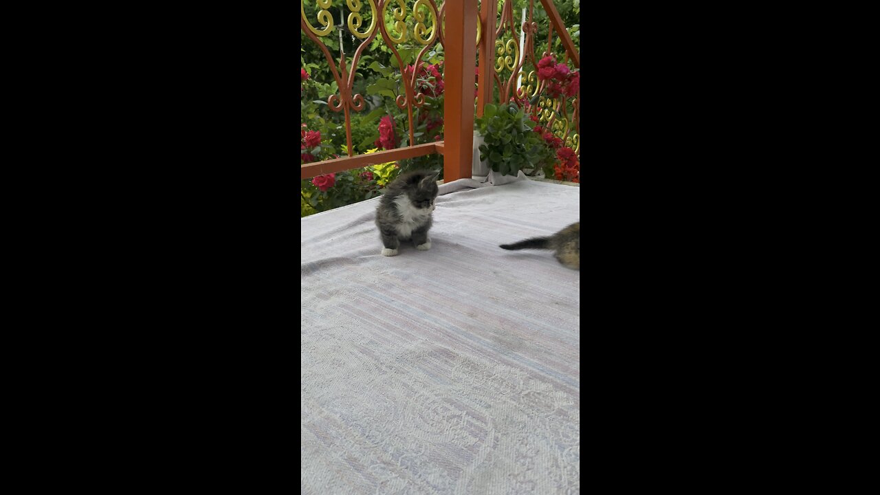 Little cute cats play with each other and so funny😍😍