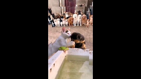 BEST FUNNY ANIMALS 2024