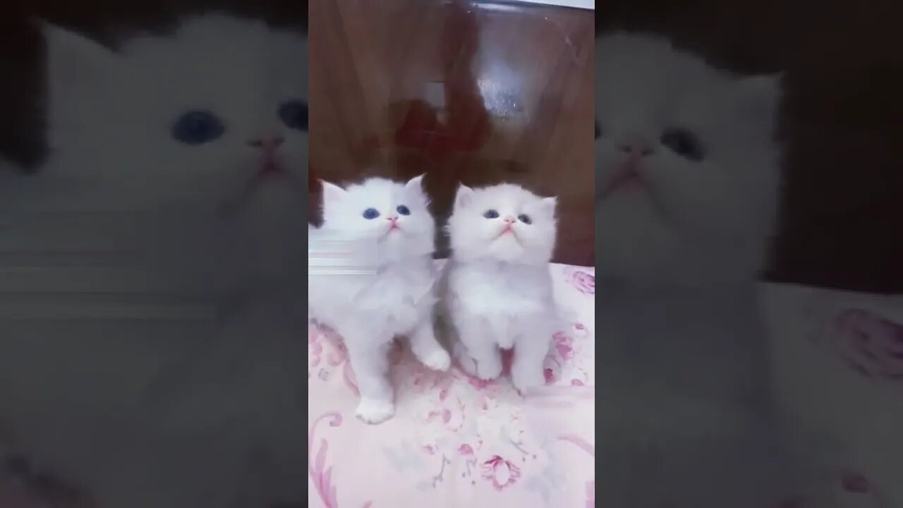 Cutest kittens video #shorts #cat #funnycats #kitten