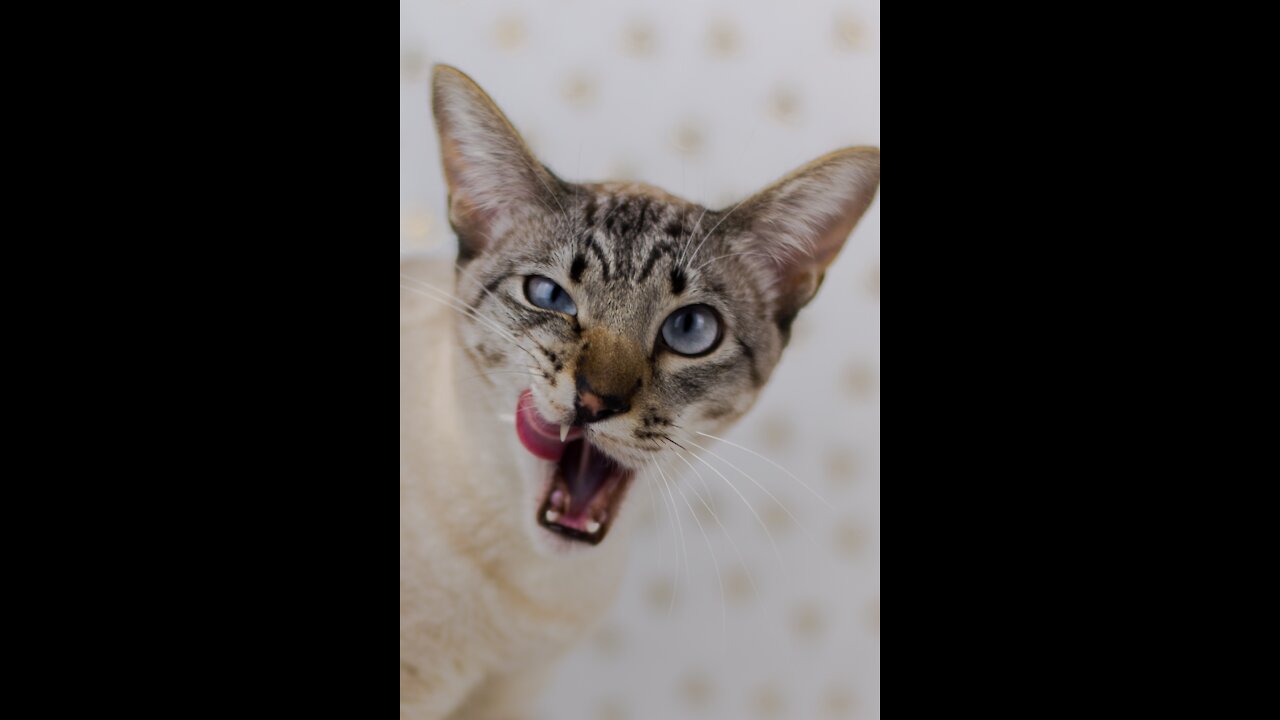 Entertaining feline regurgitating. (Funny animals #116).