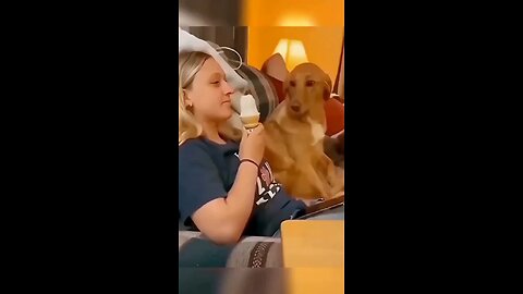 funny animal videos