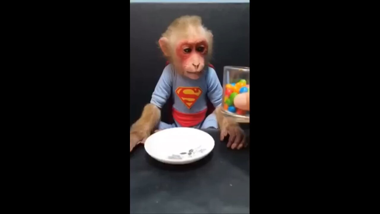 Moneky