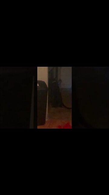 Mission Impossible Kitty 🐱 #shorts