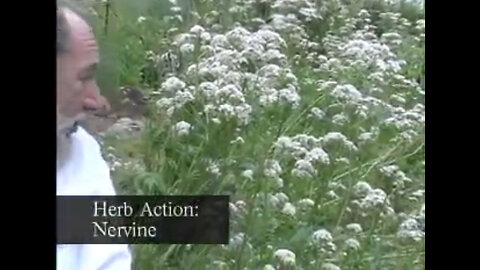 Herbal Actions: Nervine Herbs