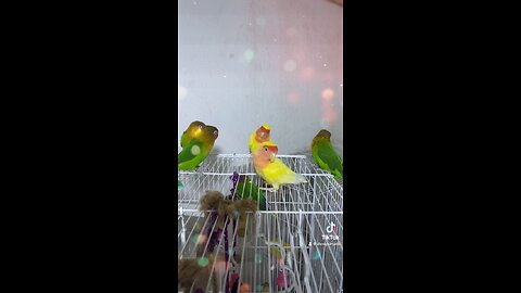 Rose & Fischer birds out of cage enjoy 🧐😉