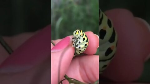 Little bugger will eat all the tomatoes but it is cute.