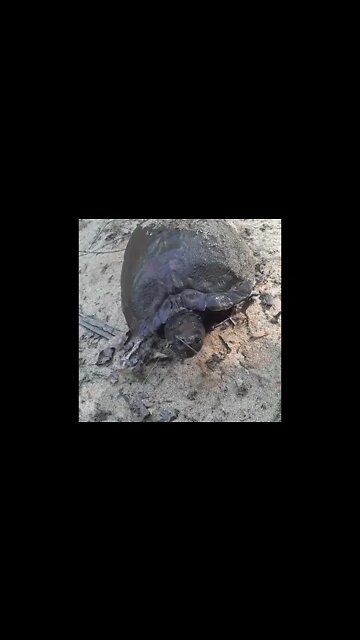 Caught another big ass Turtle!