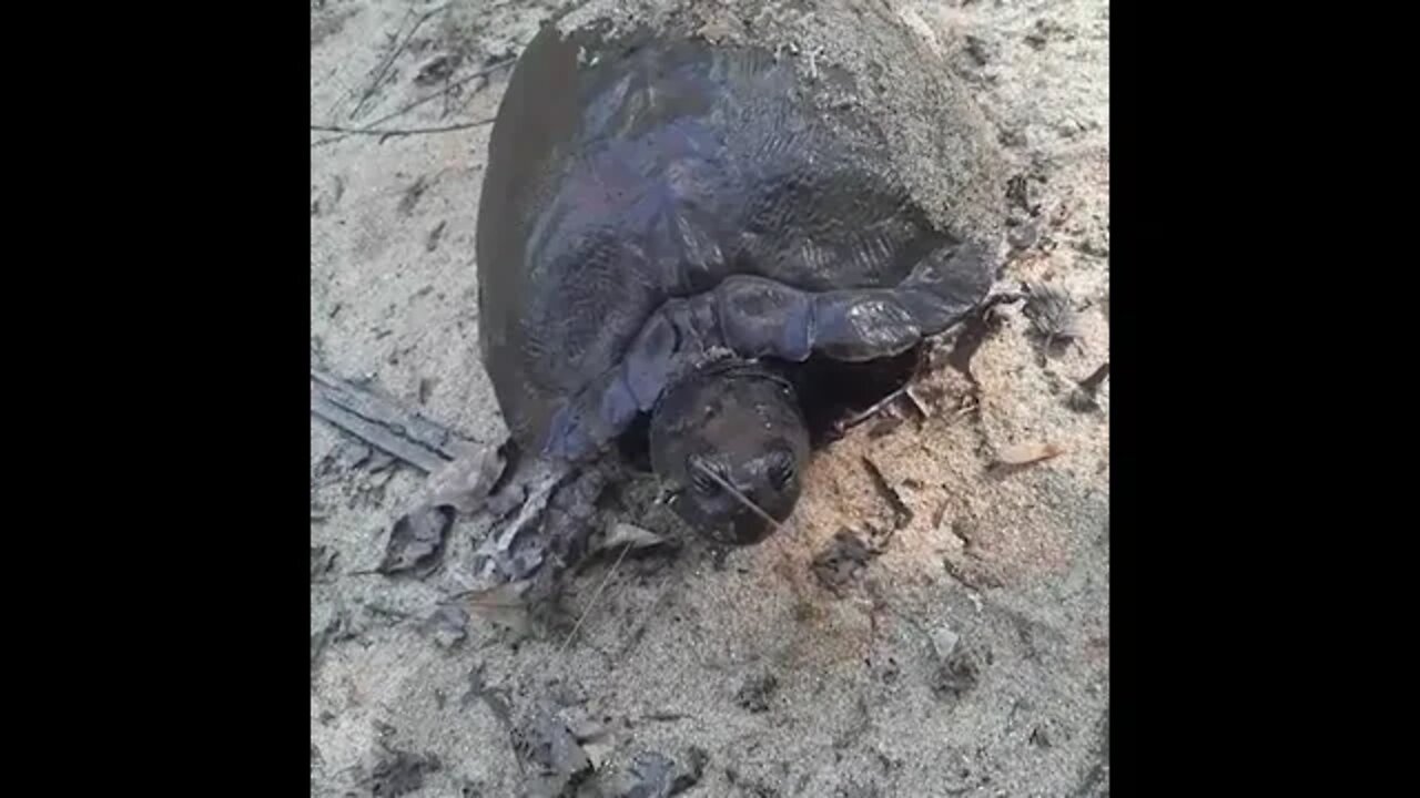 Caught another big ass Turtle!