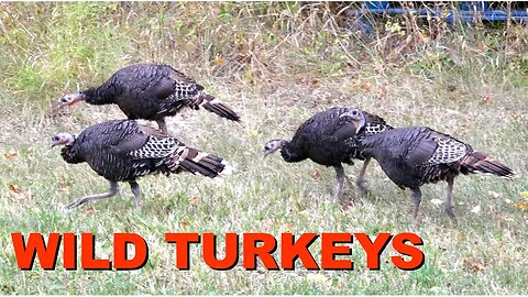 Wild Turkeys Roaming the Farm - Fall in North Idaho