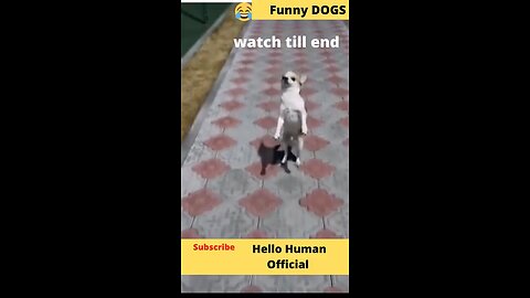 funny dog video