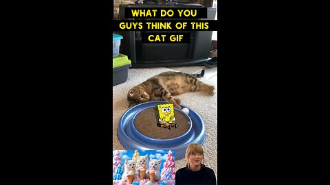 Cute Cat Gif