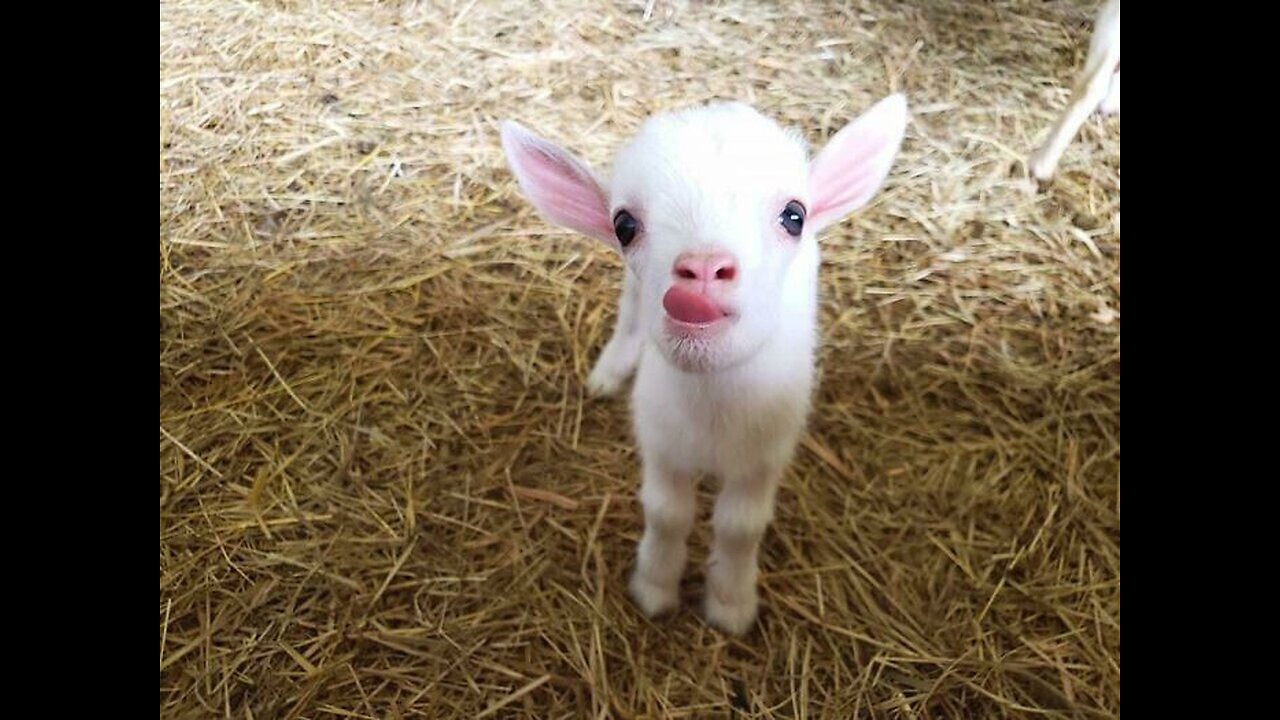 Pakistani cute goat