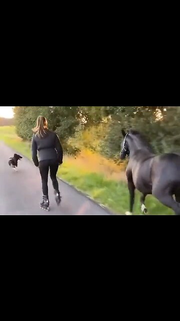 Go Play Outside With Your Friends - HaloPets