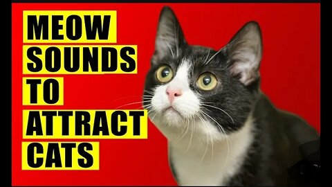 Sounds that attract cats - Meow to make cats come to you