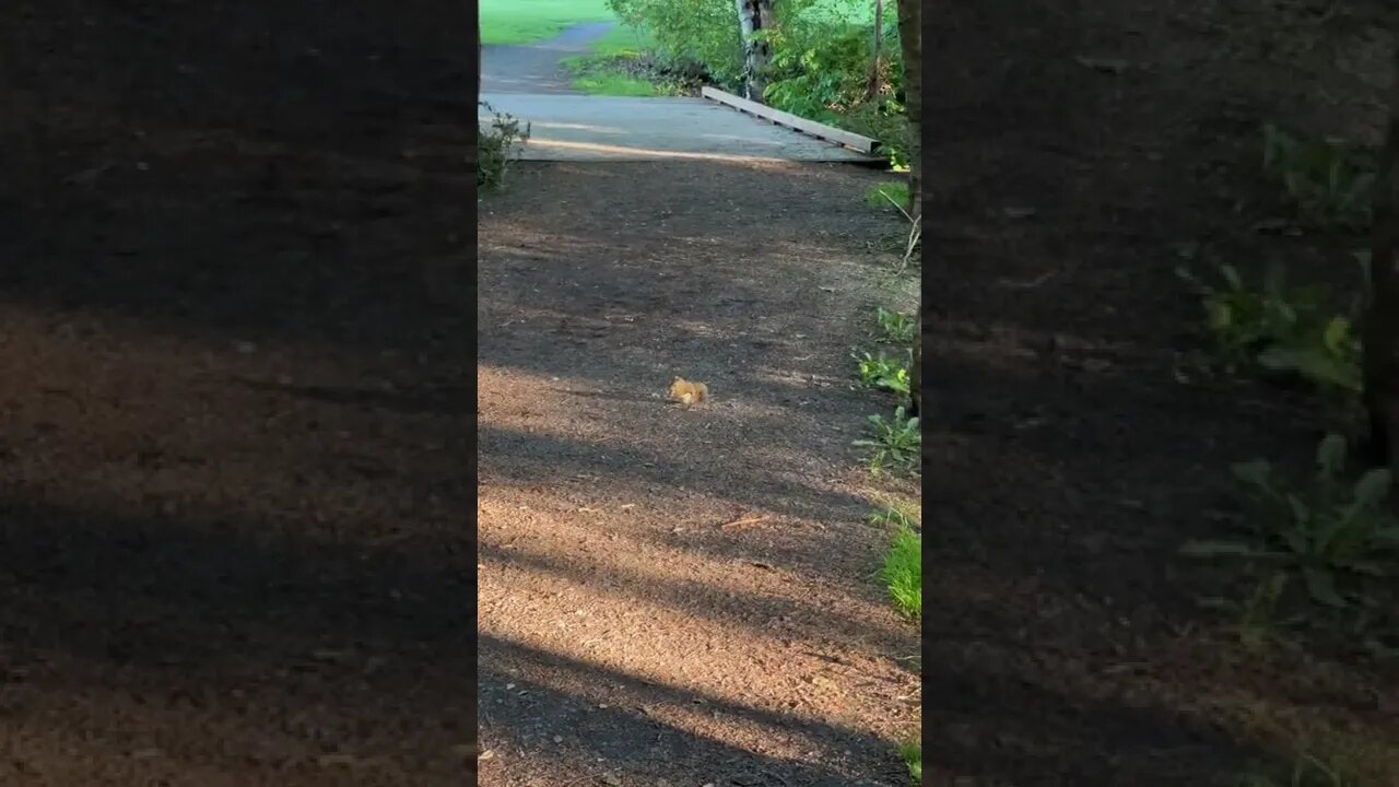 Tons of squirrels on this trail