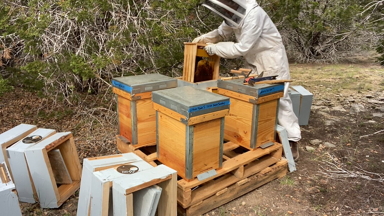 New Apiary!