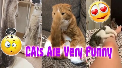 ِِCats Are Very Funny Best Moments Ever Captured #2