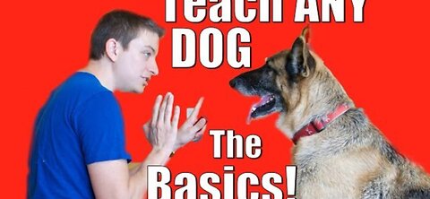 Dog Training 101: How to Train ANY DOG the Basics