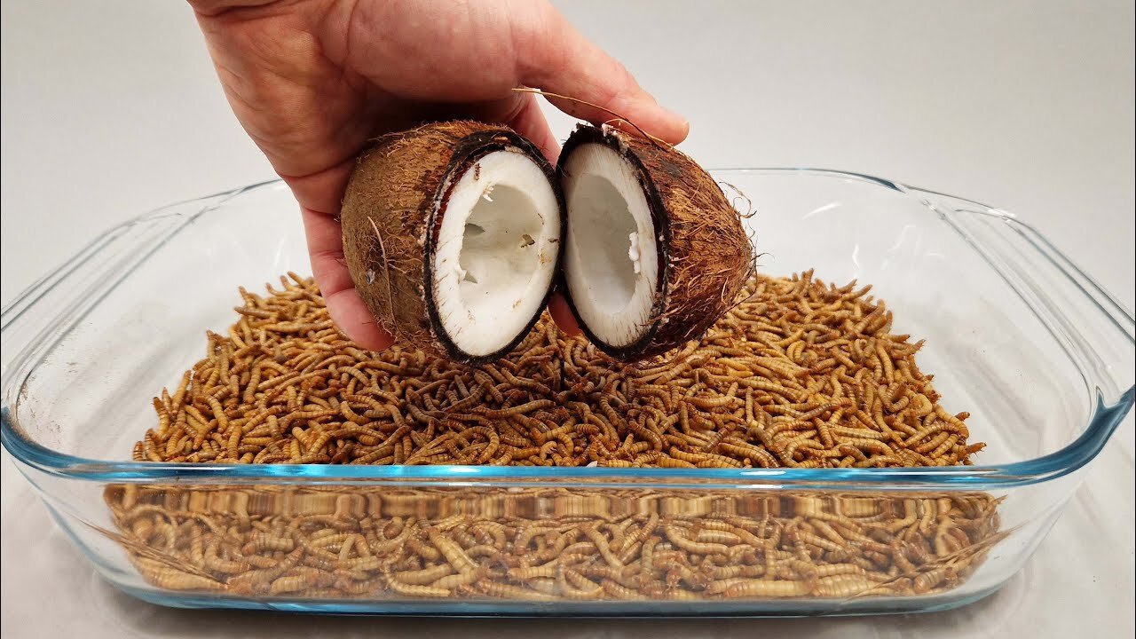 10 000 Mealworms vs COCONUT