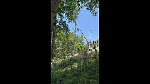 110’ cottonwood