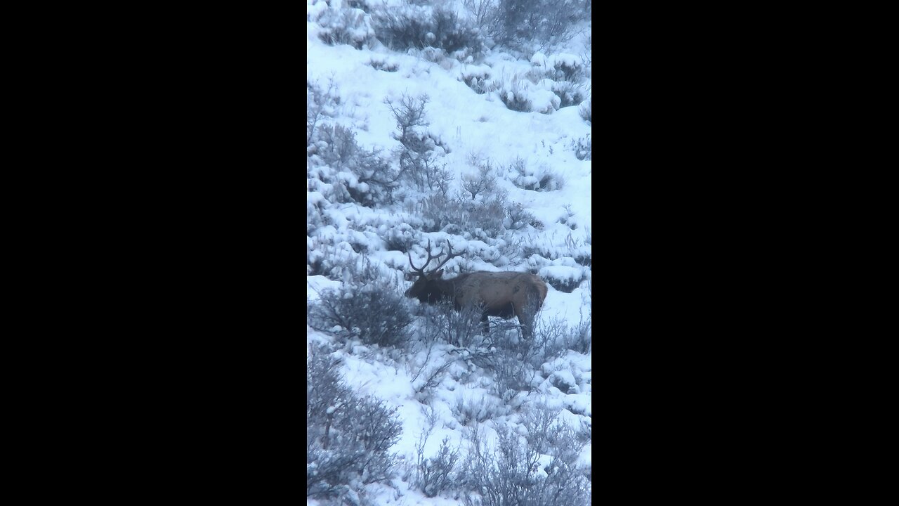 Big bull doin bull things. Follow if you like hunting