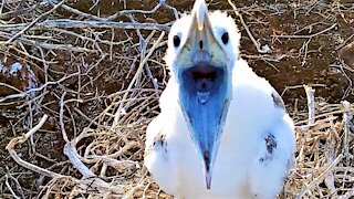 Baby albatross adorably begs hiker for food in the Galapagos Islands
