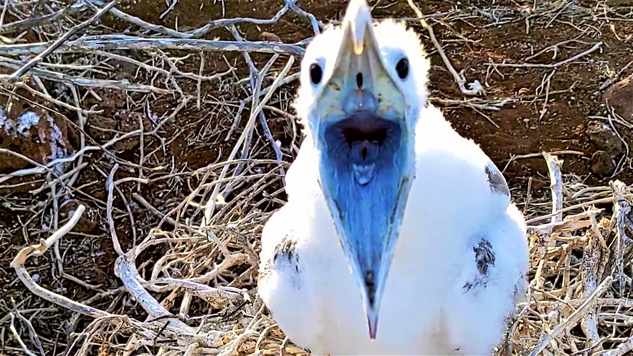 Baby albatross adorably begs hiker for food in the Galapagos Islands