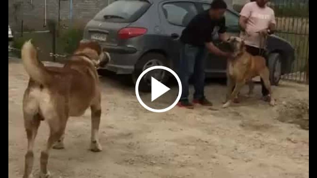 Persian Shepherd Dogs vs