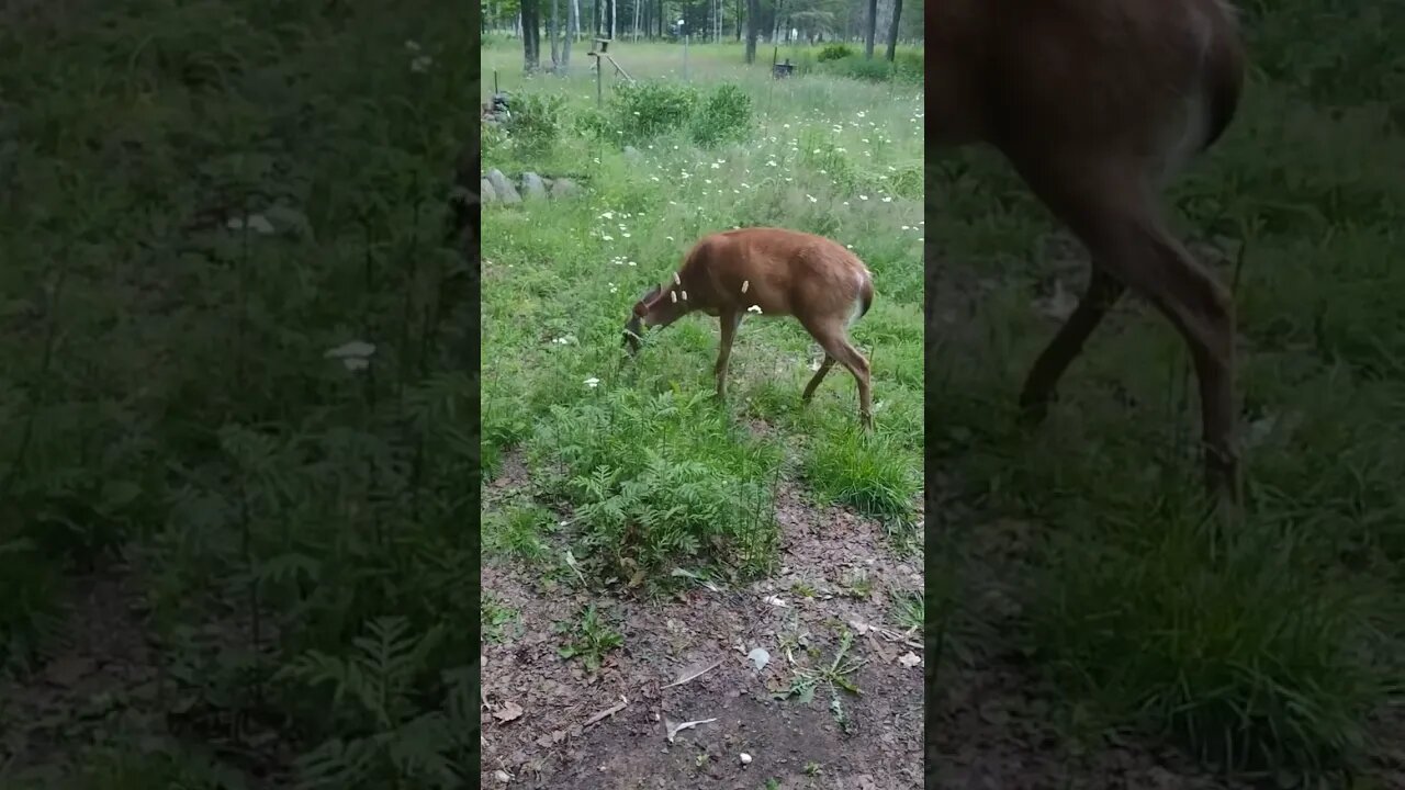 Good morning mother deer 🦌