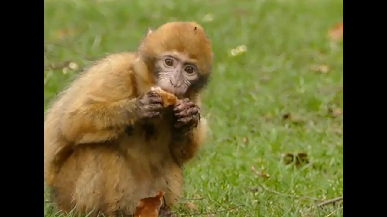 funny monkey eats