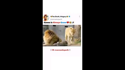 Lion Funny comedy series Fun