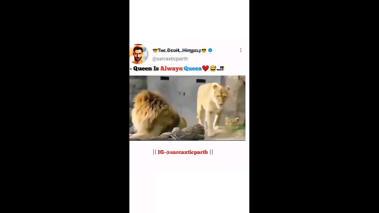 Lion Funny comedy series Fun