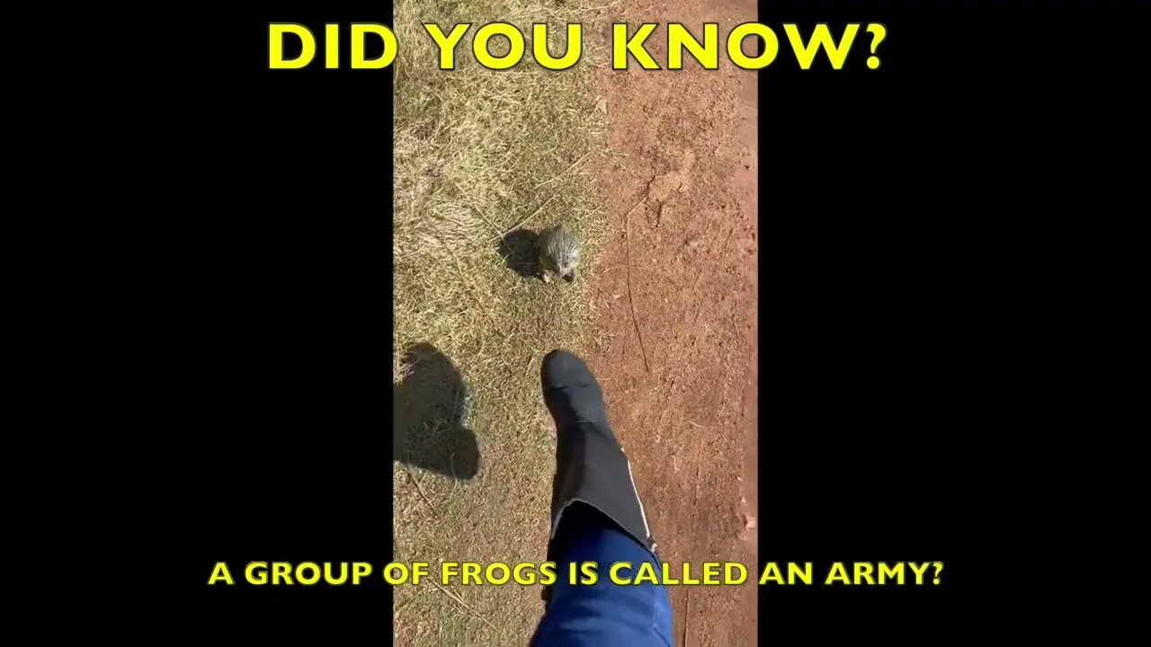 Did you know this fact about frogs?