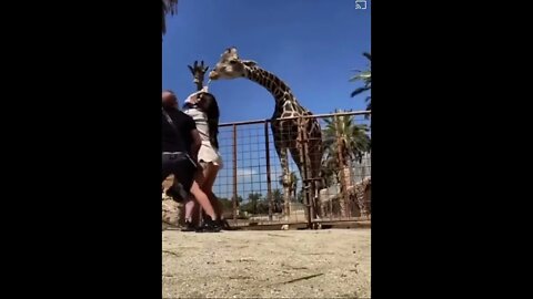 Feeding a Giraffe