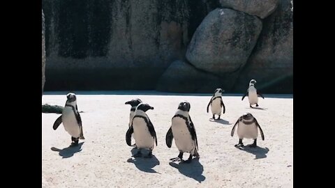 Penguins sunbathe preening