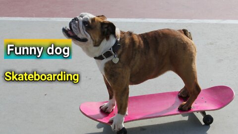 Pet Dog skateboarding outdoor. Slow motion. stock video