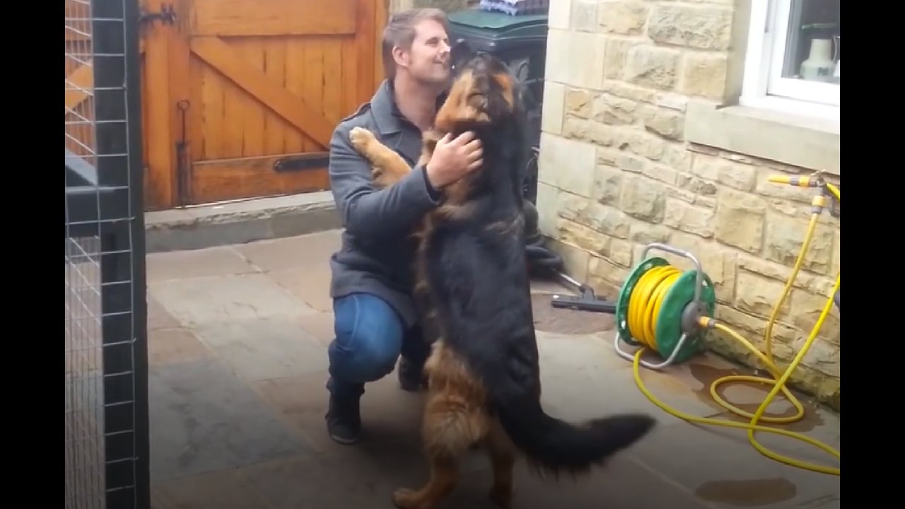 Excited dogs literally crying out in happiness!