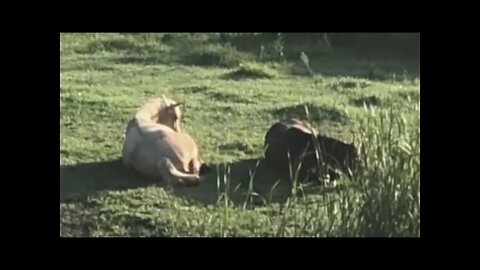 The brumby girls are sleeping, Cleo moves across to watch them both sleep