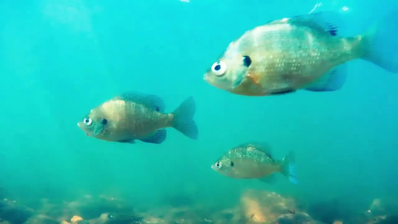 Lots of Bluegill and Bass in the Tennessee River