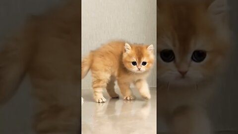 Dancing Funny Cat😹