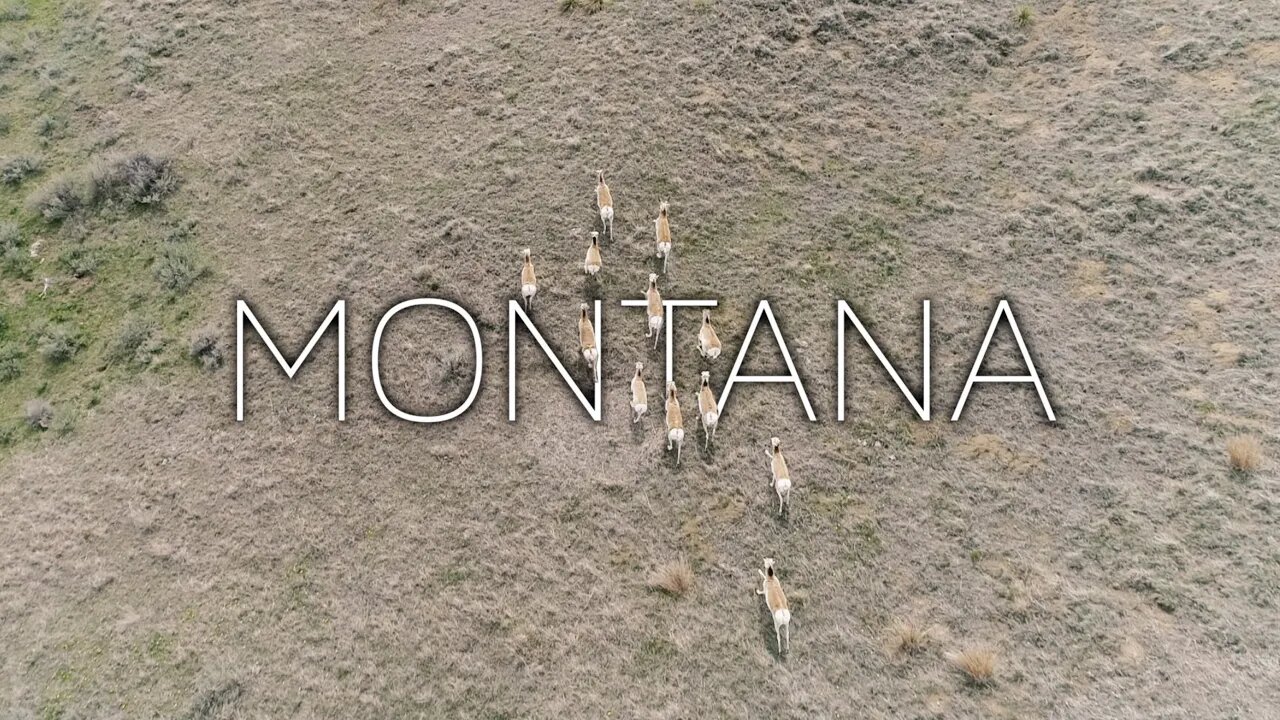 Shadowing a Herd of Pronghorn Antelope from the Air over the Beautiful Plains of Montana!