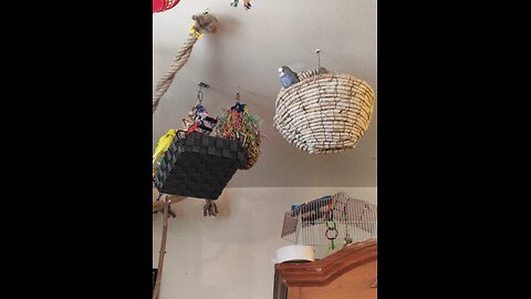 Benefit from 9 Budgies - play this for your own bird to get them to sing