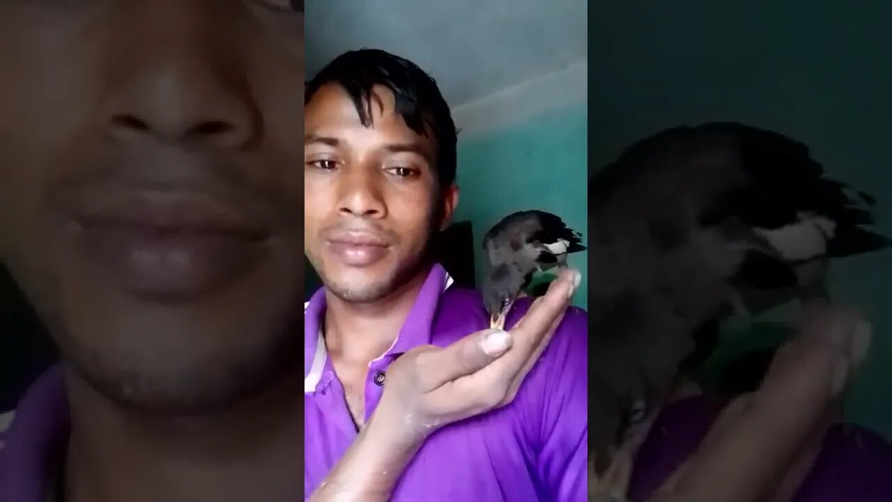 শালিক পাখির ভালোবাসা