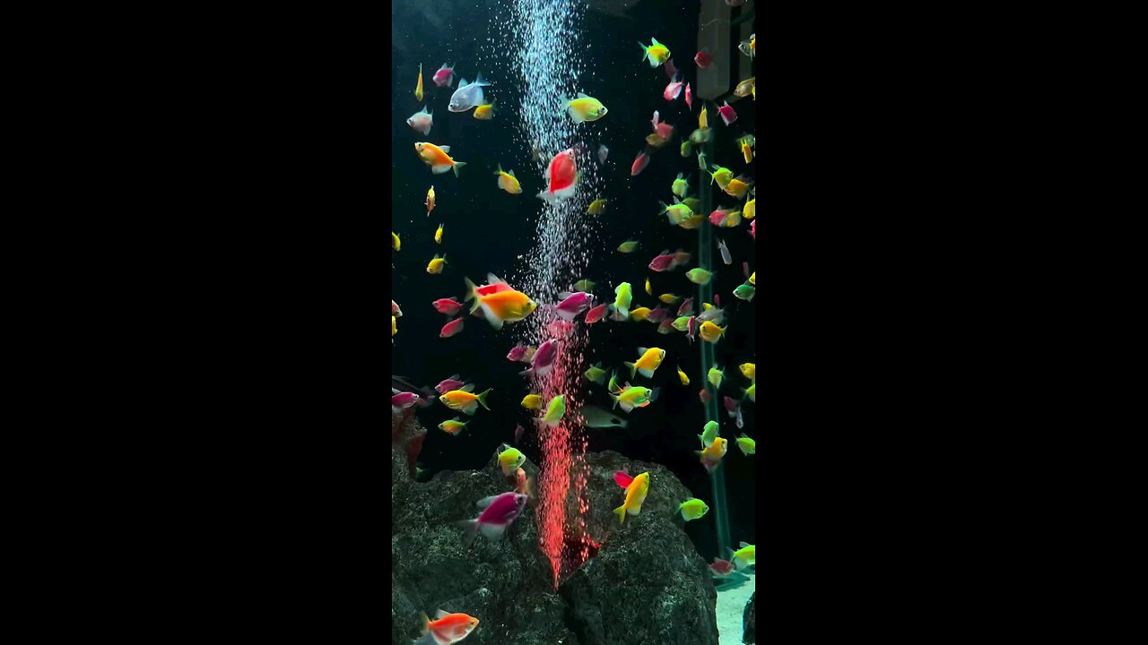 beautiful fishes beautiful nature view