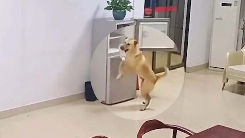 🔴 A Smart And Diligent Dog Who Can Do Housework