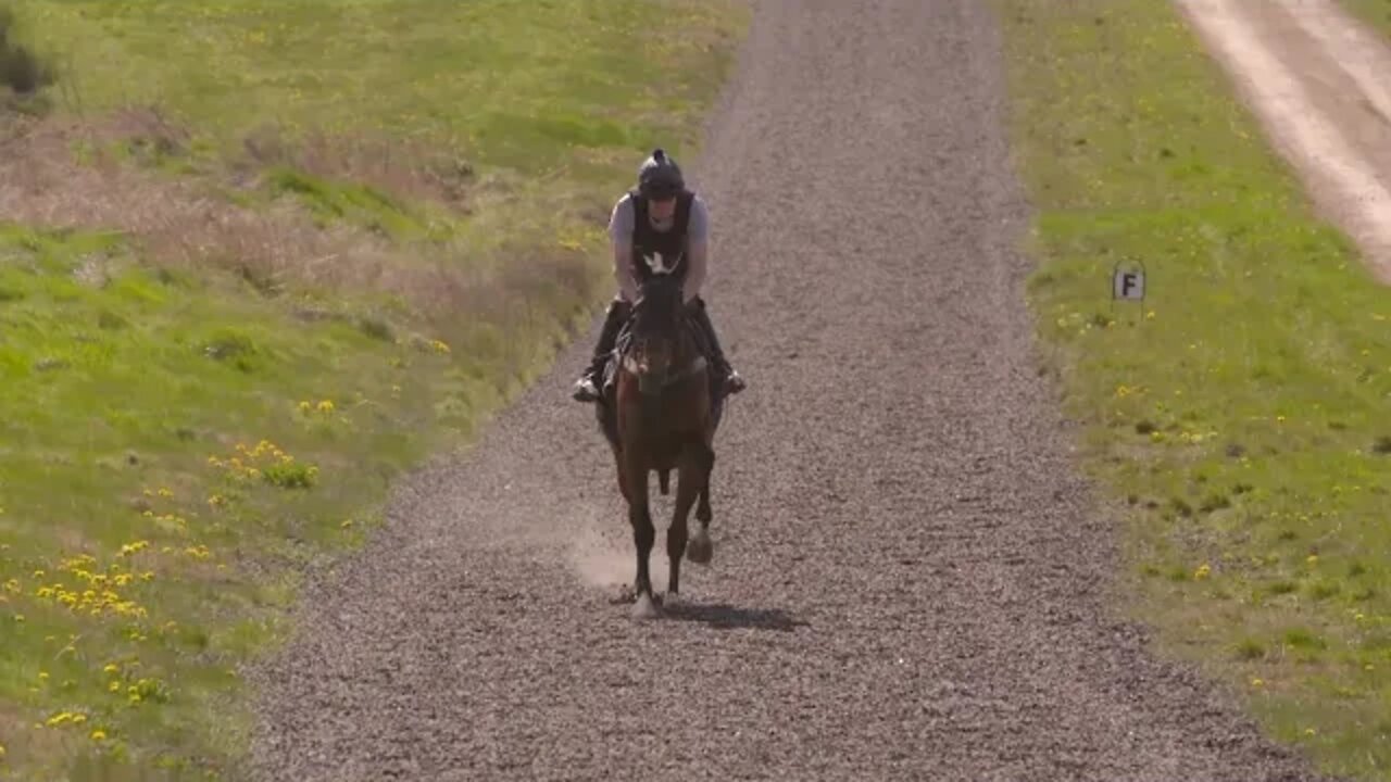 Racehorse Galloping Slow Motion