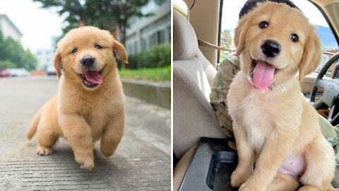 Funniest & Cutest Golden Retriever Puppies