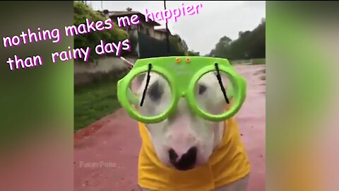 Dogs are funny! -- [Funny and cute dogs compilation]