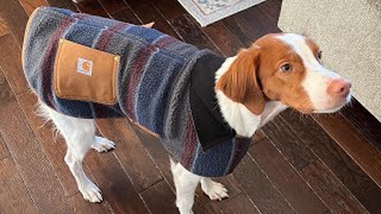 Winter Is Here, Time For The Pups To Bundle Up!